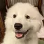 ぽんぽんのプロフィール画像