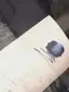 チワワのプロフィール画像