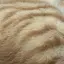 藻のプロフィール画像