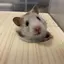 こいちゃんのプロフィール画像
