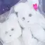さくまのプロフィール画像