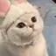 ひのプロフィール画像