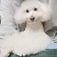 ちかのプロフィール画像