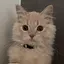 どどのプロフィール画像
