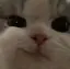 はとのプロフィール画像