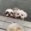 麗のプロフィール画像