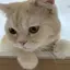 Kuuのプロフィール画像