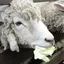 はるのプロフィール画像