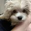 まるのプロフィール画像