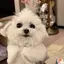 ゆのプロフィール画像