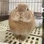 ぽむのプロフィール画像