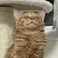 Kのプロフィール画像