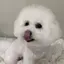 Lisaのプロフィール画像
