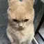 ayuのプロフィール画像