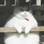 のりのプロフィール画像