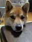 さわべのプロフィール画像