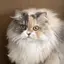 るきのプロフィール画像