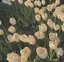 flowerのプロフィール画像