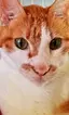 りつ子のプロフィール画像