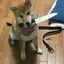 ngosmのプロフィール画像