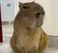 ミミのプロフィール画像