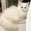 すーちゃんのプロフィール画像