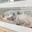 hamuのプロフィール画像