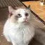 おうかのプロフィール画像