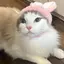 piのプロフィール画像