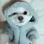 ぴょんのプロフィール画像