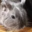 iriのプロフィール画像