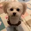 ベアのプロフィール画像