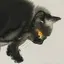 ねこのプロフィール画像