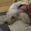 さちのプロフィール画像