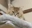 🐱のプロフィール画像