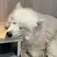 るるのプロフィール画像
