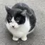 🎶のプロフィール画像