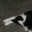 六のプロフィール画像