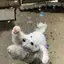 吉田のプロフィール画像