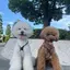 chi_のプロフィール画像