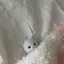 はにゃたのプロフィール画像