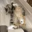 masuのプロフィール画像