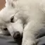 ゆきのプロフィール画像