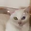 Miaのプロフィール画像