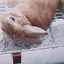 チップのプロフィール画像