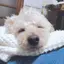 shibasanのプロフィール画像