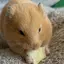 chi🍏🦫のプロフィール画像