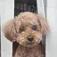 rirのプロフィール画像