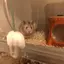 sakiのプロフィール画像