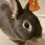 ほてぃてぃばんのプロフィール画像